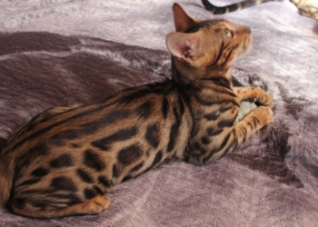 Бенгальский котик