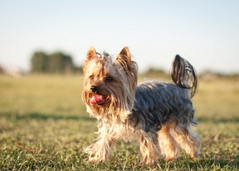 Йоркширский терьер