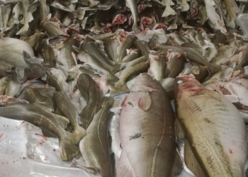 Икра, Морепродукты, Рыба