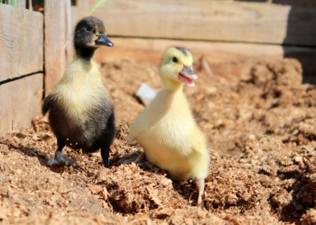 пекинские утята