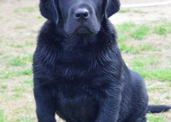 OSCAR