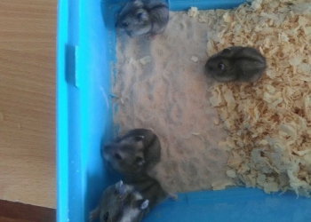 Джунгарики