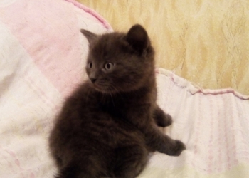 Отдам даром