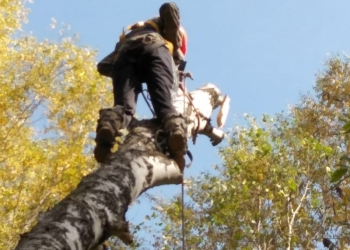 Спил деревьев