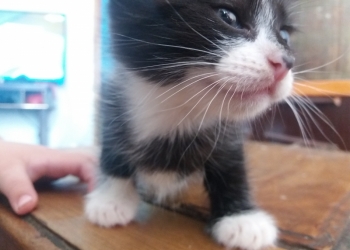 Пушистые котятки ищут дом