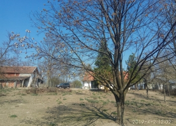 Дом, ферма, фруктовый сад и 5 Га земли.