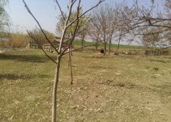 Дом, ферма, фруктовый сад и 5 Га земли.
