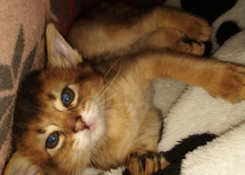 Сомалийский котёнок
