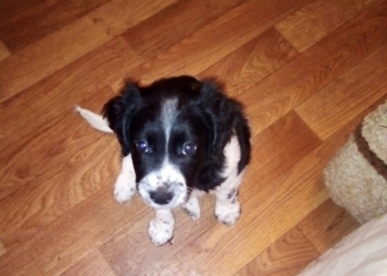 Продам щенка