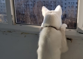 Отдам в хорошие руки готовую охранницу