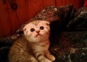 Шотландские котятки