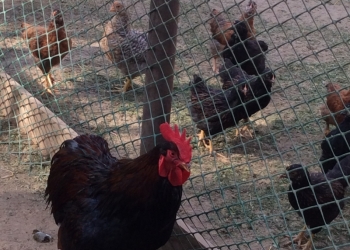 Барневельдер