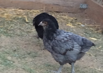 Орпингтоны голубые