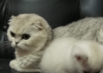 Котята чистокровные окрас серебристая шиншила