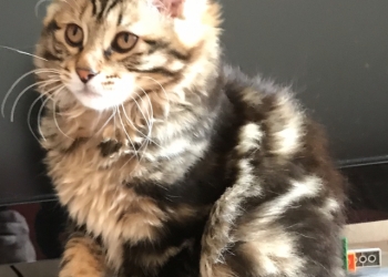 Котята курильских бобтейлов
