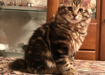 Котята курильских бобтейлов