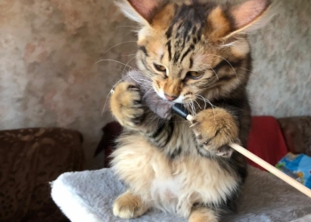 Котята курильских бобтейлов