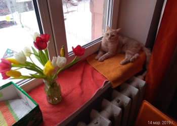 Отдам срочно кота шотландец и кошка британская Тюмень