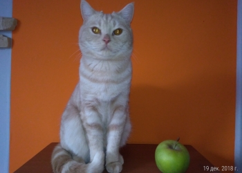 Отдам срочно кота шотландец и кошка британская Тюмень