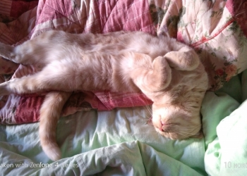 Отдам срочно кота шотландец и кошка британская Тюмень