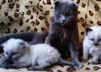 Продам Котят