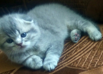 Продаются шотландские котята