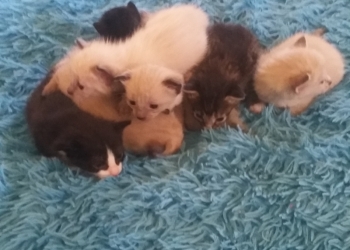 Отдам котят