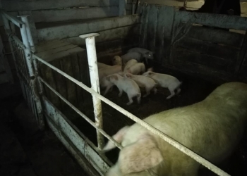 Продам поросят