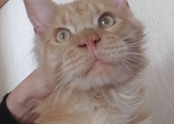 Котик Мейн-кун