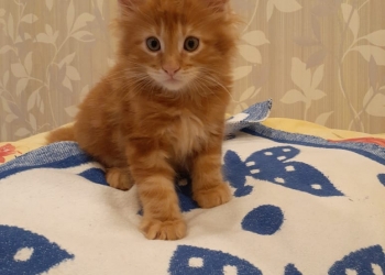 Котята мейн-кун