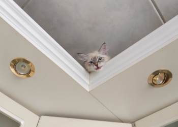 Продажа свободных котят