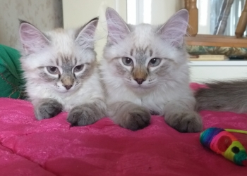 Продажа свободных котят