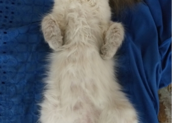 Продажа свободных котят