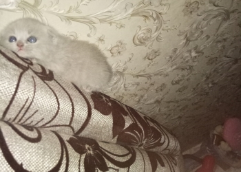 Продаю британских котят