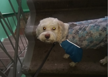 Щенки