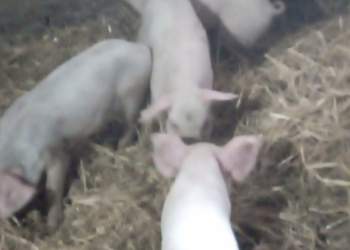 Продажа поросят