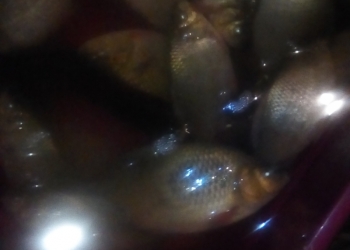 Светлокрасные караси