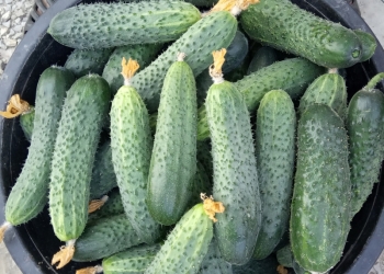 свежий огурец