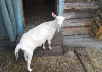 Продажа коз