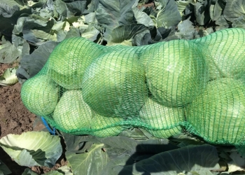 Белокочанная капуста