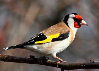 Куплю Щегла