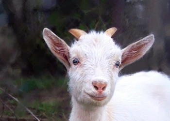 Козлята,поросята