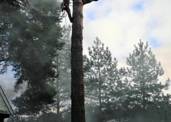 Спил деревьев любой сложности