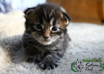 Мейн-Кун Мальчик Лесного окраса