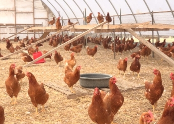 ЦЫПЛЯТУШКИ