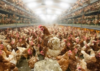 КУБАНОЧКИ РЫЖИЕ