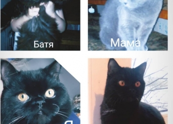 Отдам даром