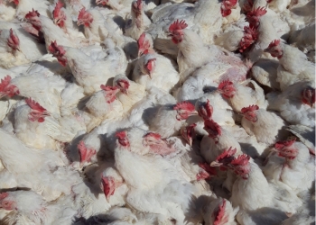 Бройлер кобб 500 4.5кг