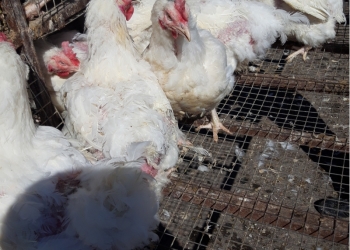 Бройлеры на забой