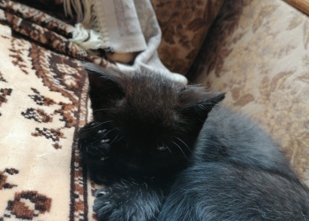 Отдам котят в добрые руки